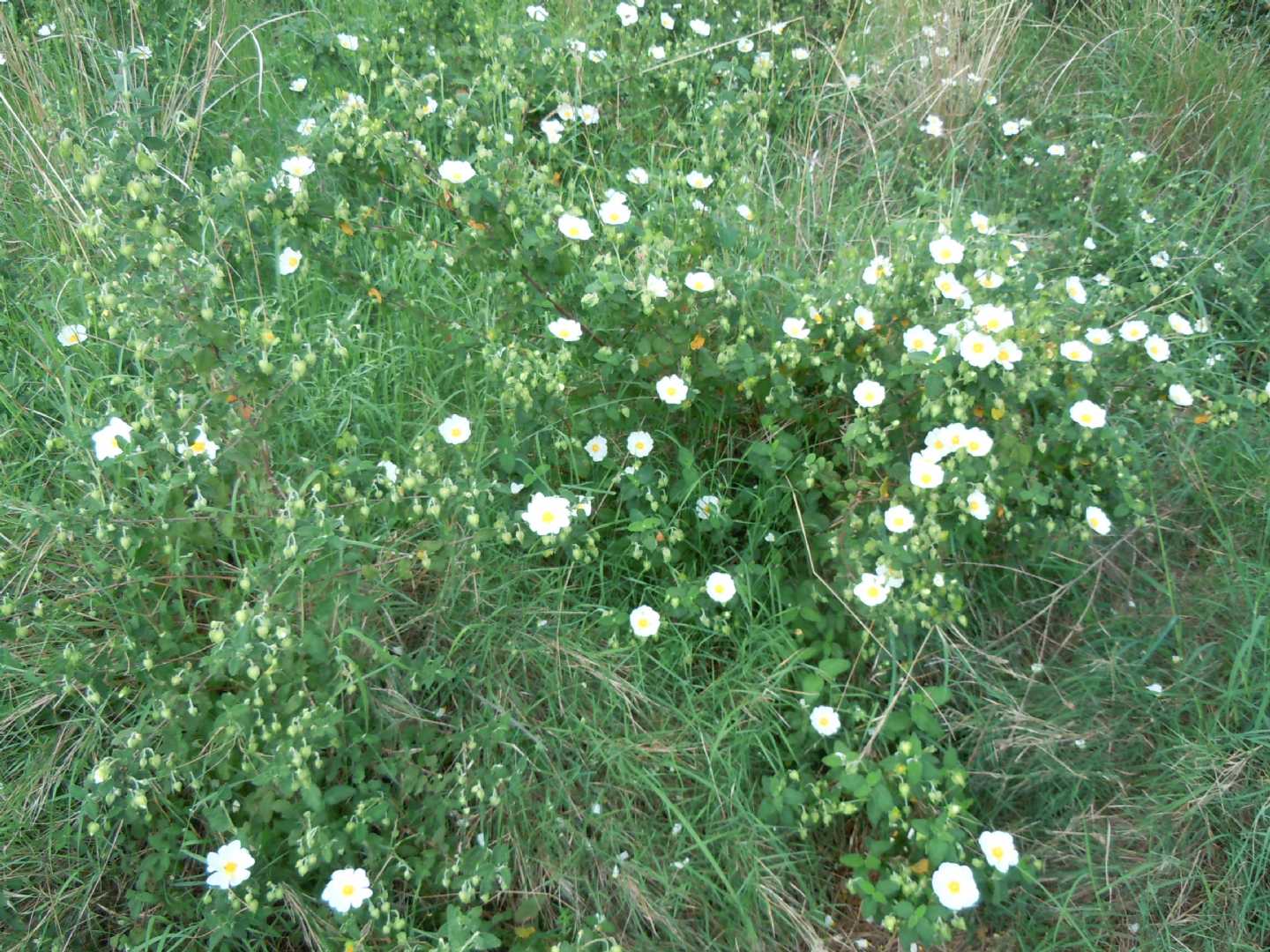 Cistus salviifolius